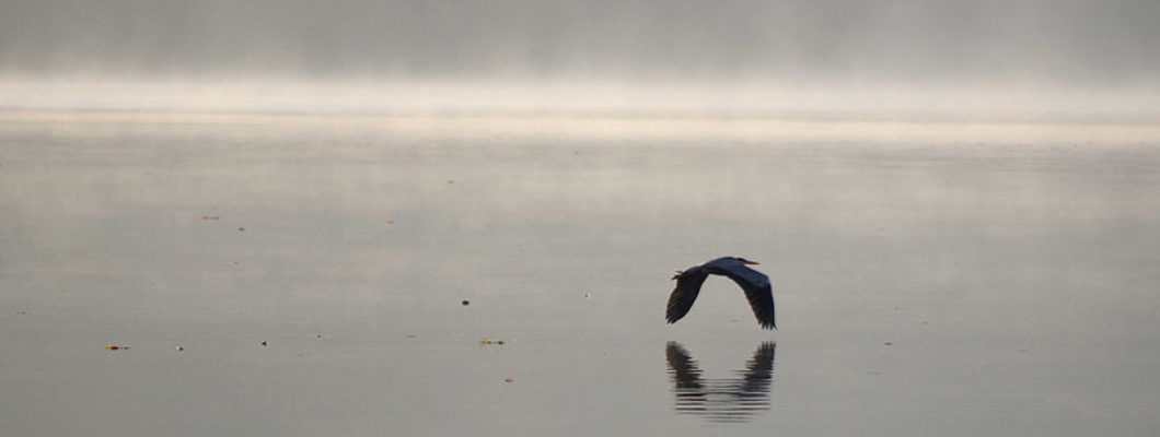 Vogel im Nebel